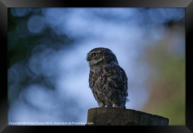 Little Owl On Tree Stump Framed Print by Philip Pound