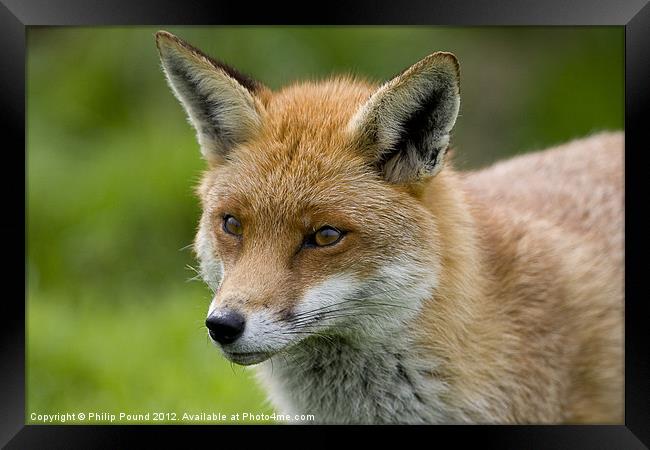 Head Shot of a Red Fox Framed Print by Philip Pound