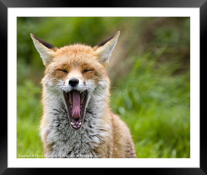 Red Fox Yawning Framed Mounted Print by Philip Pound