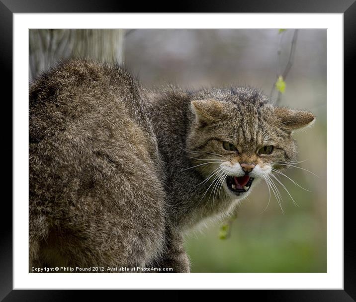 Scottish Wildcat Framed Mounted Print by Philip Pound