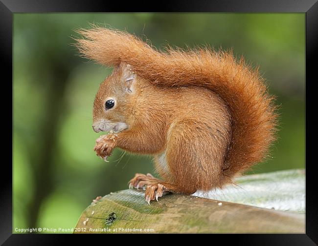 Red Squirrel Framed Print by Philip Pound