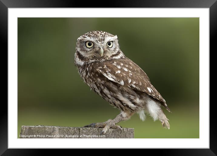 Little owl on a fence Framed Mounted Print by Philip Pound