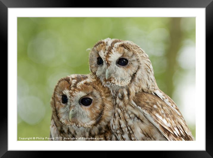 Pair of Tawny Owls Framed Mounted Print by Philip Pound