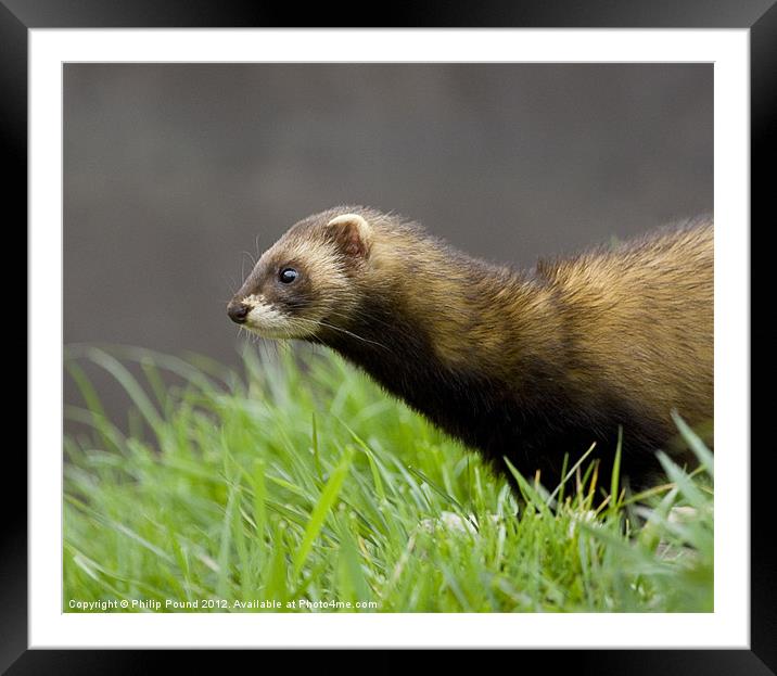 Polecat Framed Mounted Print by Philip Pound