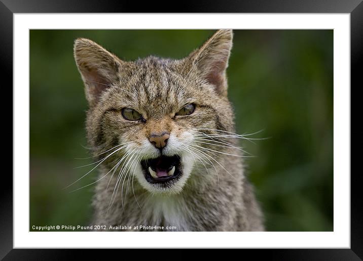 Very Angry Scottish Wildcat Framed Mounted Print by Philip Pound