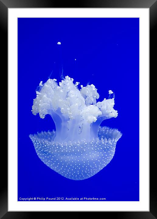 Jellyfish Framed Mounted Print by Philip Pound
