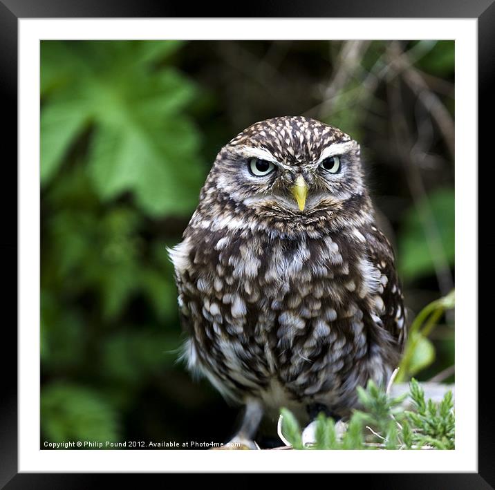 Little Owl Framed Mounted Print by Philip Pound