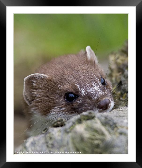 Stoat Framed Mounted Print by Philip Pound