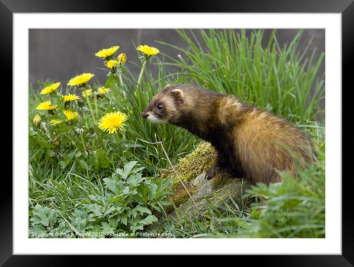 Polecat by Dandelions Framed Mounted Print by Philip Pound