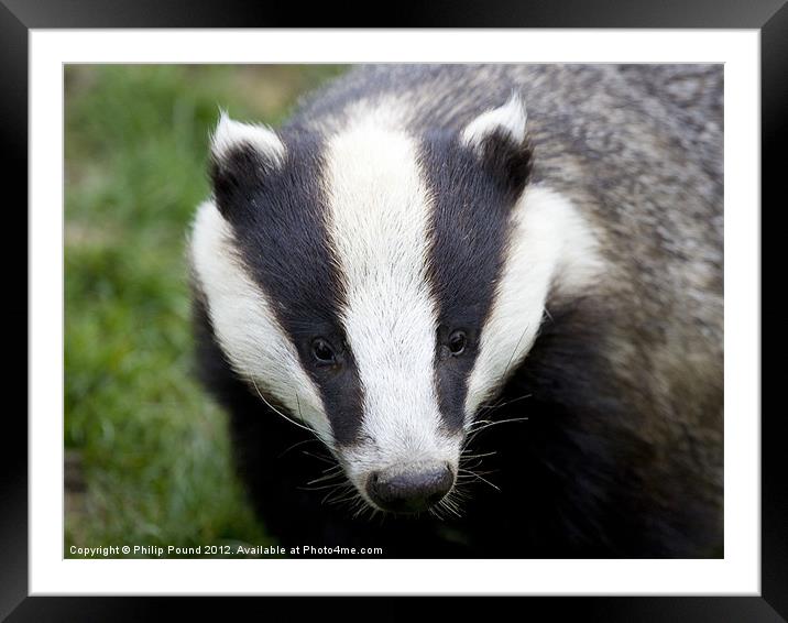 Badger Framed Mounted Print by Philip Pound
