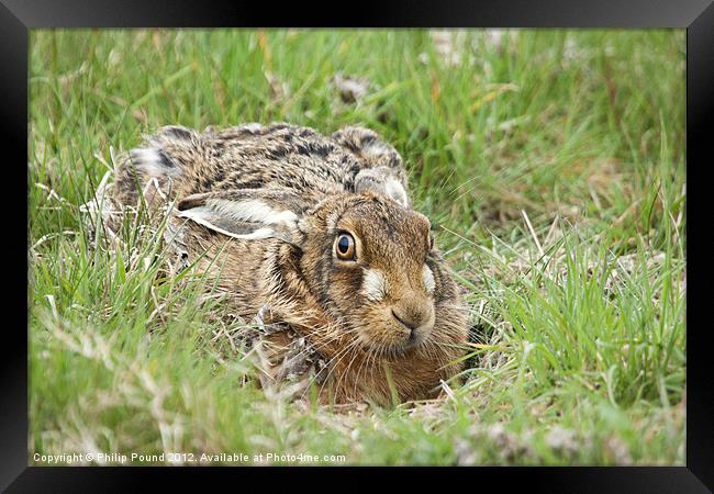 Brown Hare Framed Print by Philip Pound