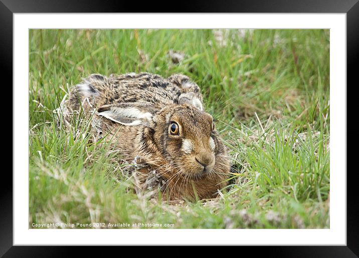 Brown Hare Framed Mounted Print by Philip Pound