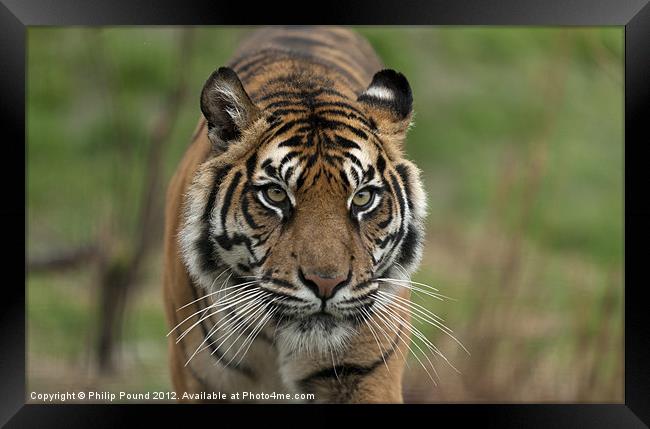 Sumatran Tiger Framed Print by Philip Pound