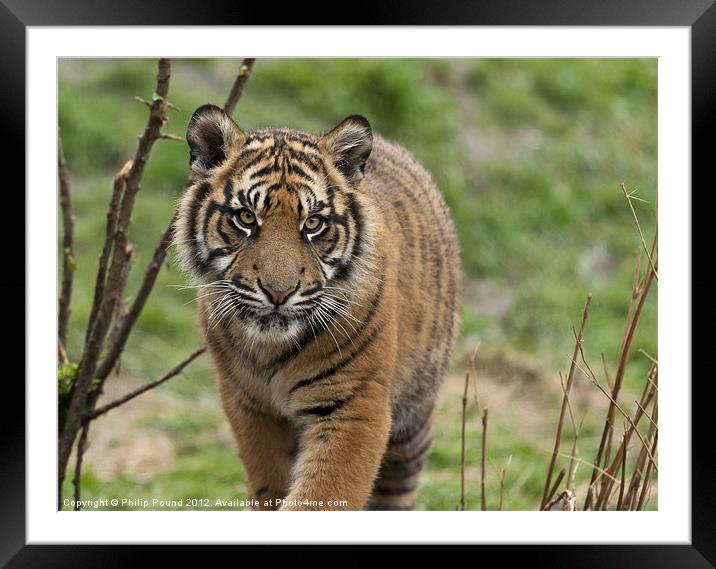 Sumatran Tiger Cub Framed Mounted Print by Philip Pound