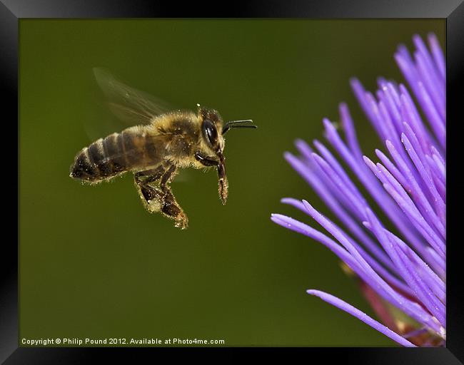 Honey Bee in Flight Framed Print by Philip Pound