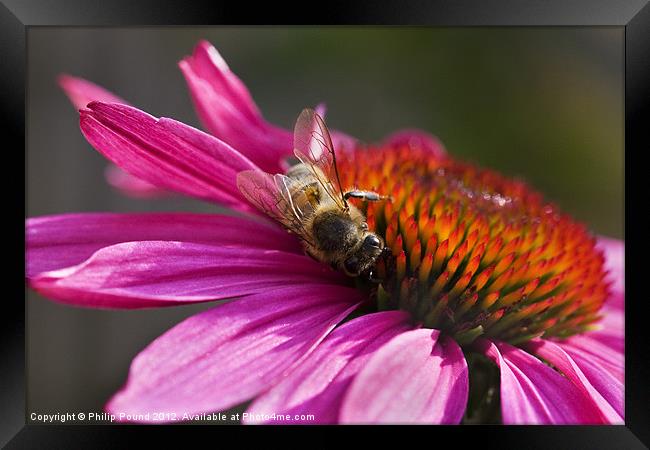 Honey Bee on Echinacea Flower Framed Print by Philip Pound