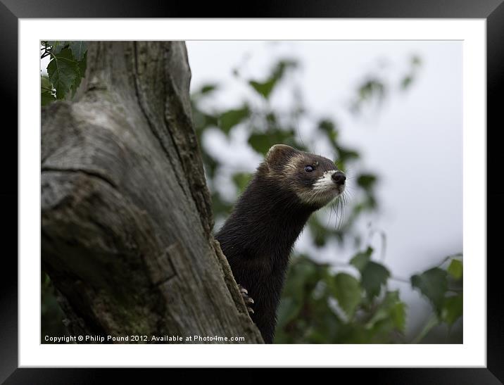 Polecat on the lookout Framed Mounted Print by Philip Pound