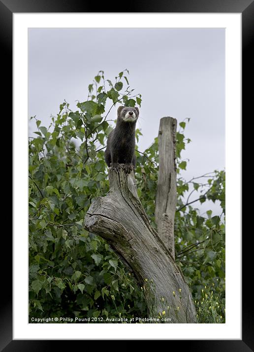 Polecat Up a Tree Framed Mounted Print by Philip Pound