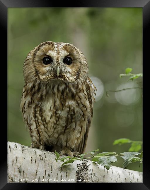 Tawny Owl on Branch Framed Print by Philip Pound
