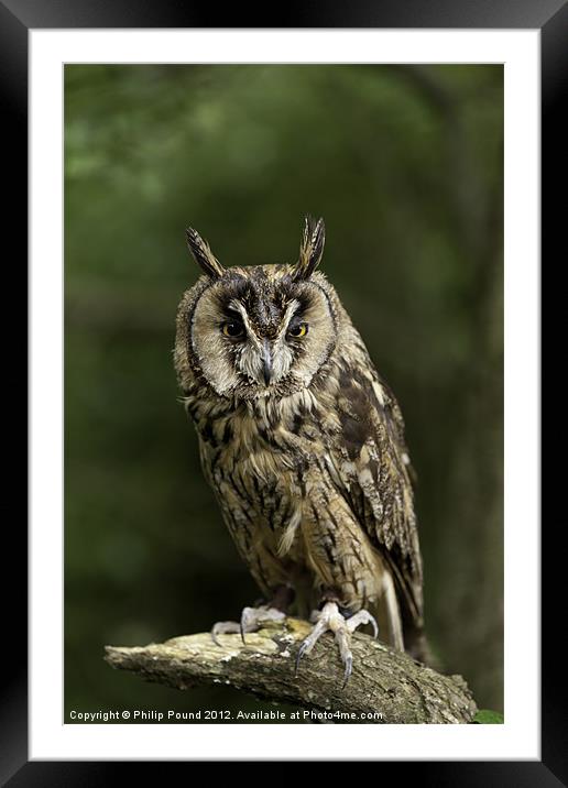 Long Eared Owl Framed Mounted Print by Philip Pound