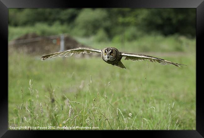 Short Eared Owl In Flight Framed Print by Philip Pound