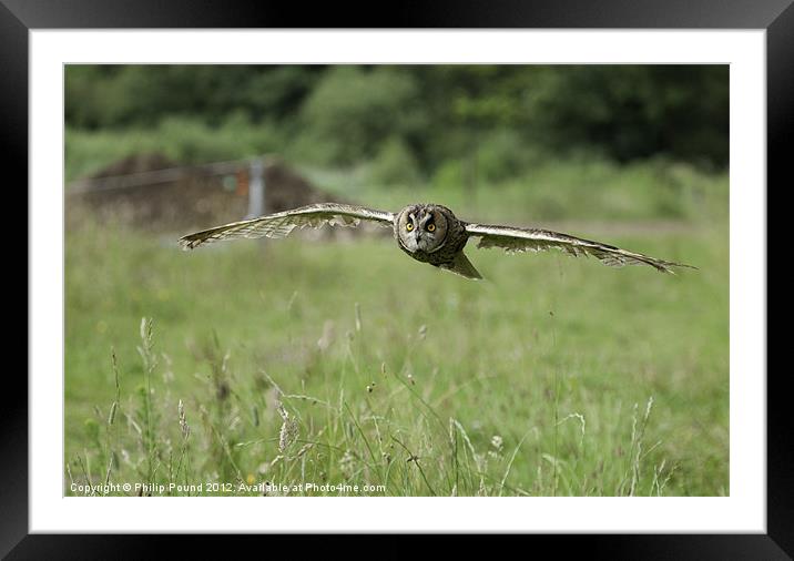 Short Eared Owl In Flight Framed Mounted Print by Philip Pound