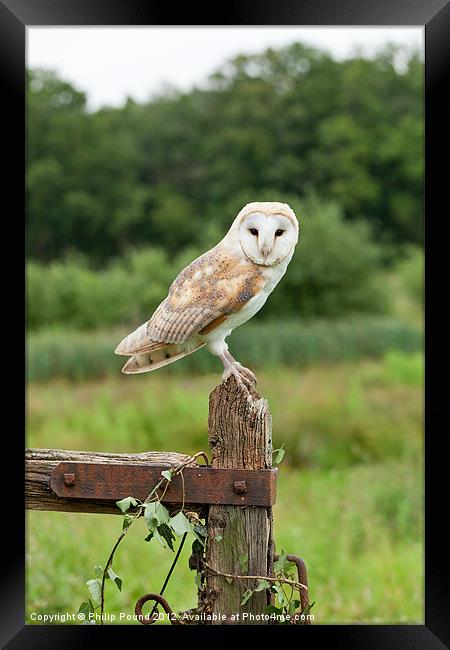 Barn Owl on Gate Post Framed Print by Philip Pound