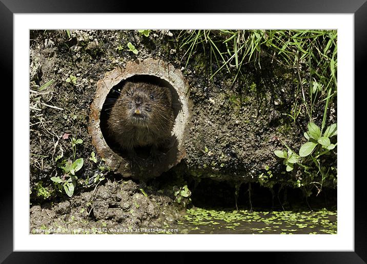Water Vole Framed Mounted Print by Philip Pound