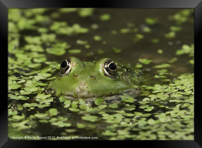 Frog In Pond Framed Print by Philip Pound