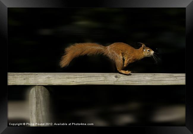 Red Squirrel On The Run Framed Print by Philip Pound