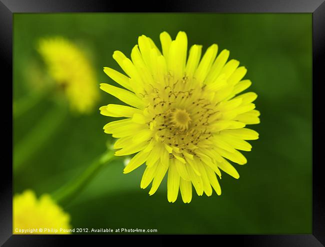 Yellow Wild Italian Flowers Framed Print by Philip Pound