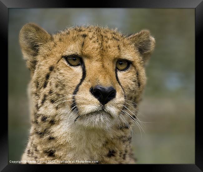 Cheetah Portrait Framed Print by Philip Pound