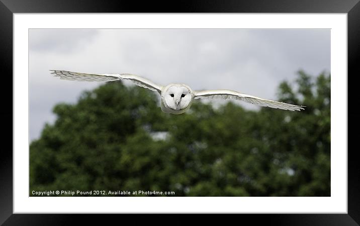Barn Owl in Flight Framed Mounted Print by Philip Pound