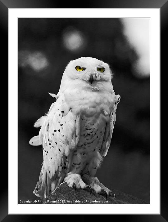 Snowy Owl Framed Mounted Print by Philip Pound