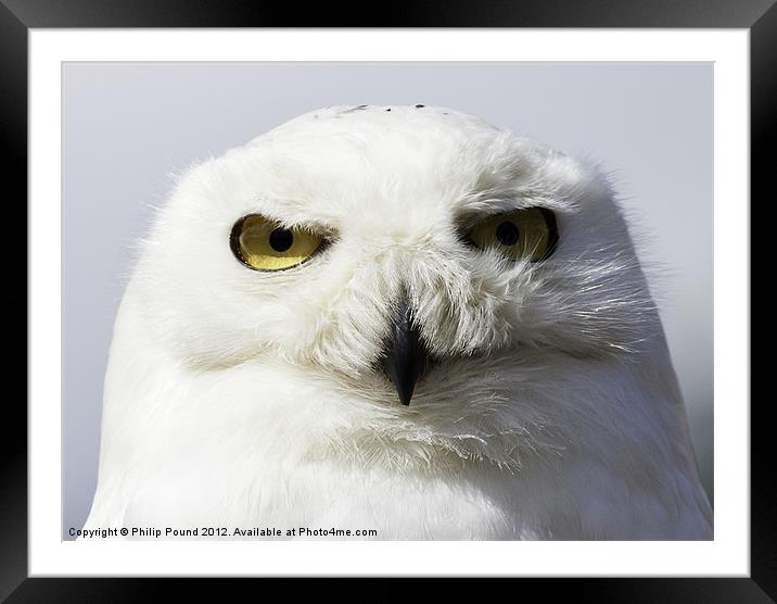 Snowy Owl Portrait Framed Mounted Print by Philip Pound