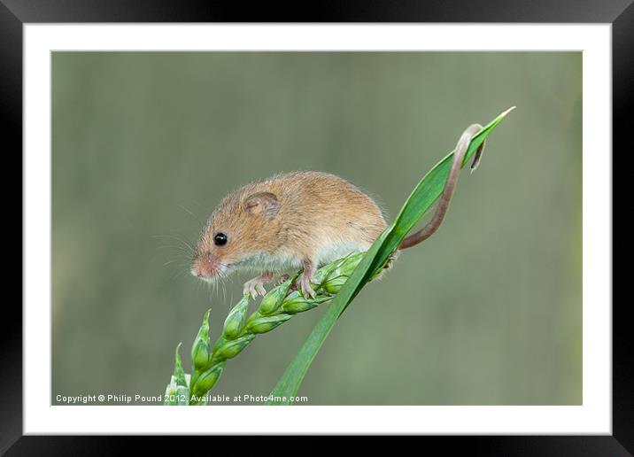 Harvest Mouse on Grass Stalk Framed Mounted Print by Philip Pound