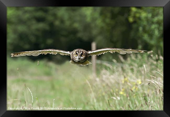 Short Eared Owl Flying Framed Print by Philip Pound