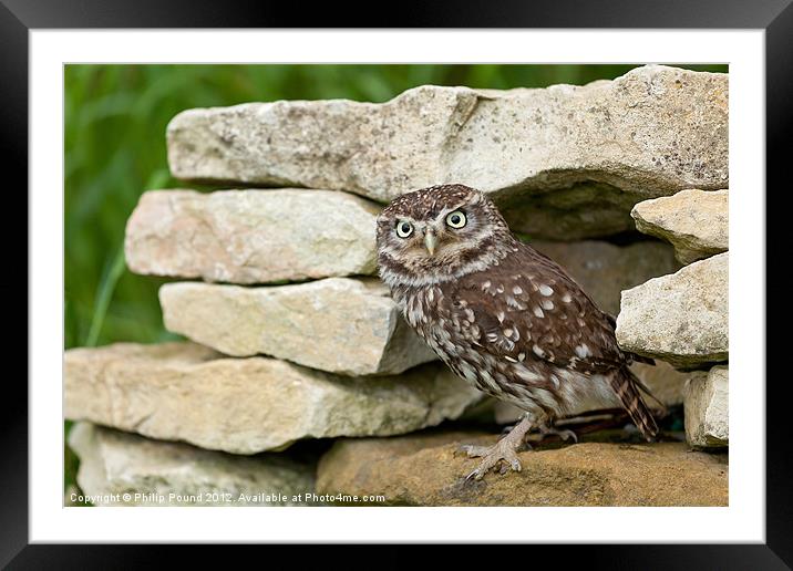 Little Owl on Stone Wall Framed Mounted Print by Philip Pound
