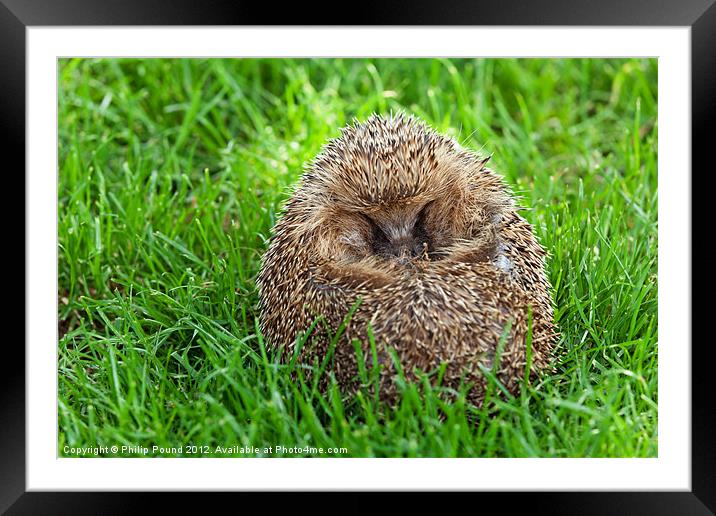 Hedgehog Curled Up In Grass Framed Mounted Print by Philip Pound