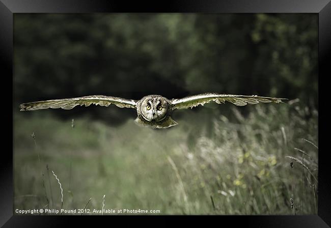 Short Eared Owl in Flight Framed Print by Philip Pound