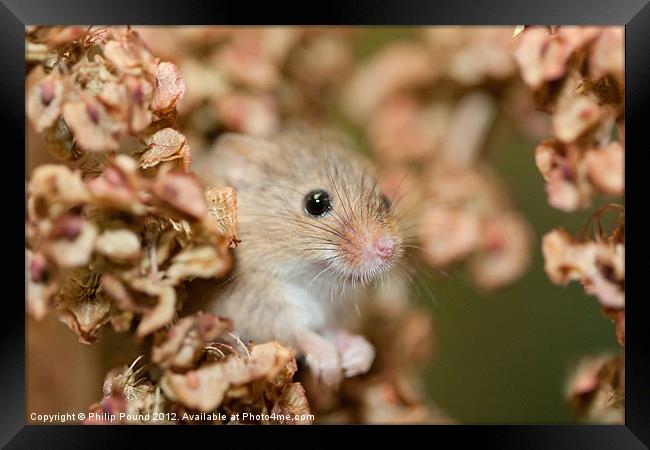 Harvest mouse in dry leaves Framed Print by Philip Pound