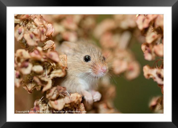 Harvest mouse in dry leaves Framed Mounted Print by Philip Pound