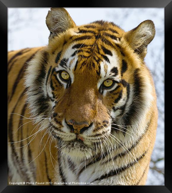 Tiger Portrait Framed Print by Philip Pound