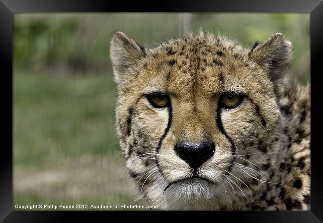 Cheetah Portrait Big Cat Framed Print by Philip Pound