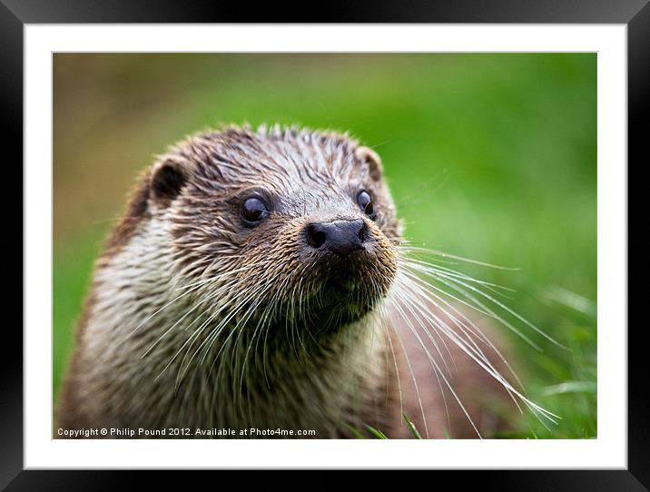 British Otter Framed Mounted Print by Philip Pound