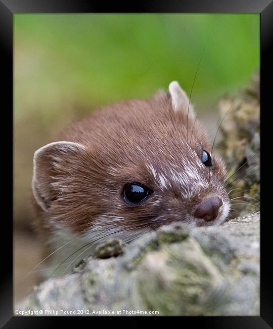 Portrait of a Stoat Framed Print by Philip Pound