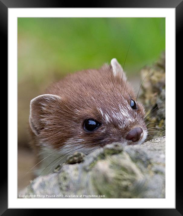 Portrait of a Stoat Framed Mounted Print by Philip Pound