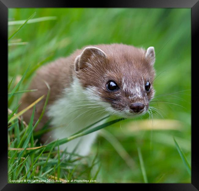 Cute Stoat Portrait Photo Framed Print by Philip Pound