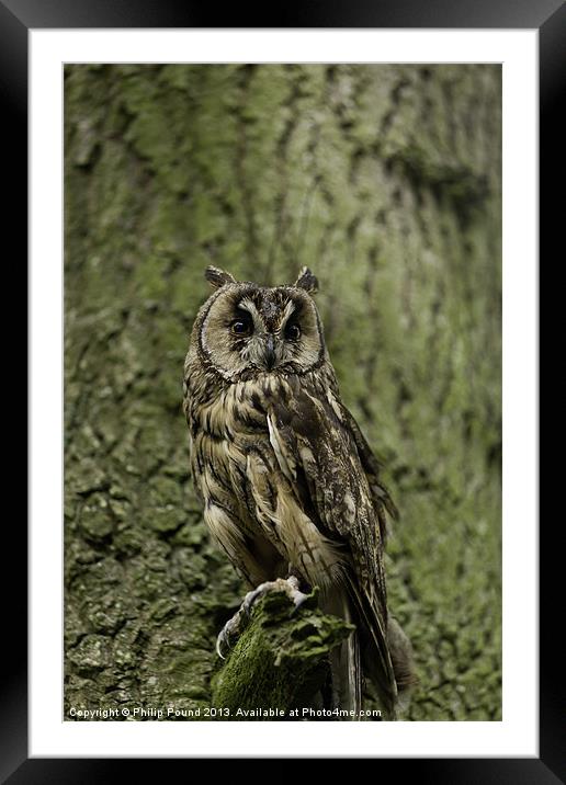 Long Eared Owl Framed Mounted Print by Philip Pound