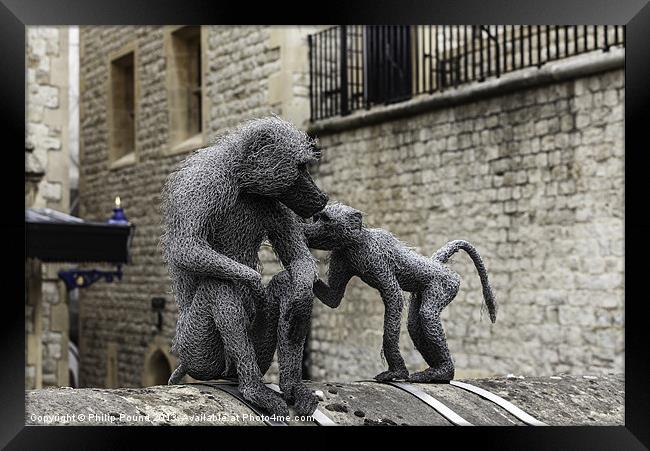 Monkeys at Tower of London Framed Print by Philip Pound
